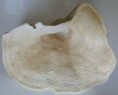 /products/hydrocorella-africana-2-stechow-1921/
